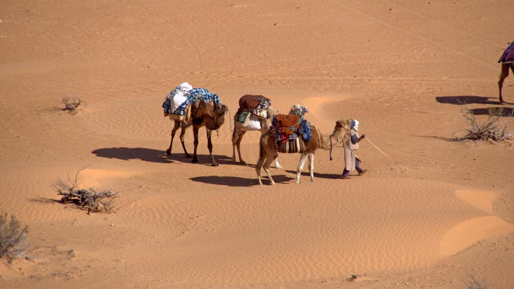 Où faire une randonnée à dos de dromadaire ou de chameau au Maroc ?