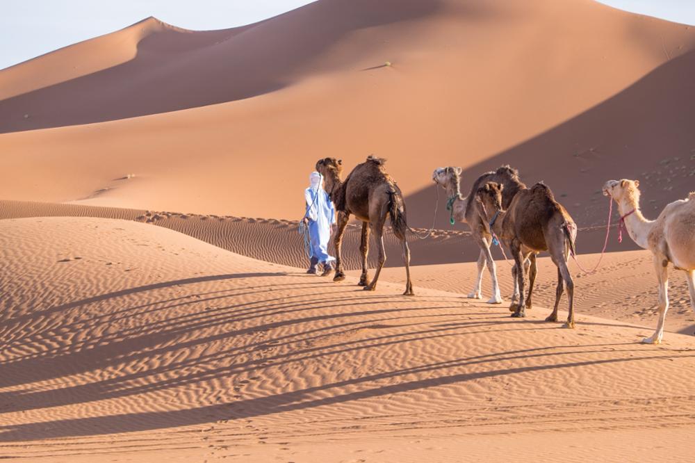 Où faire une randonnée à dos de dromadaire ou de chameau au Maroc ?