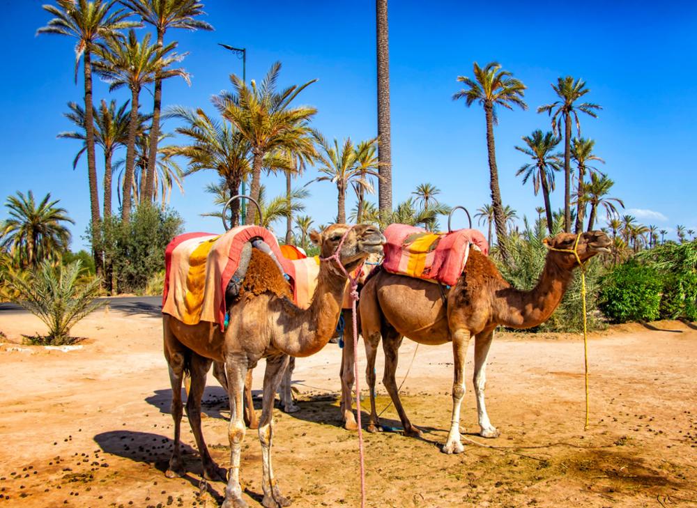 Où faire une randonnée à dos de dromadaire ou de chameau au Maroc ?